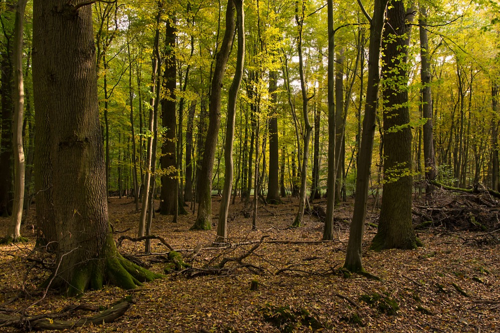 Herbstwald