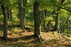 Herbstwald