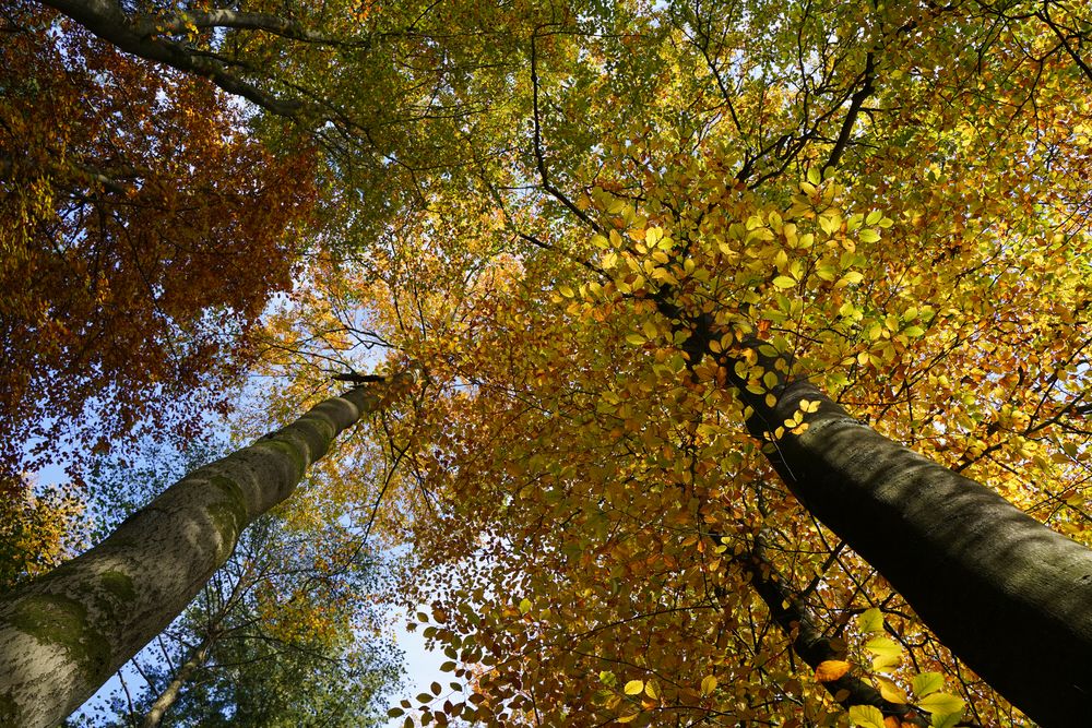 Herbstwald