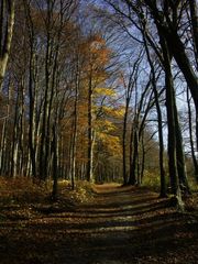 Herbstwald