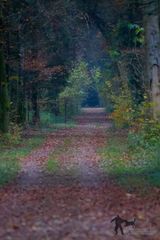 Herbstwald