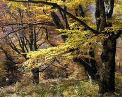 Herbstwald