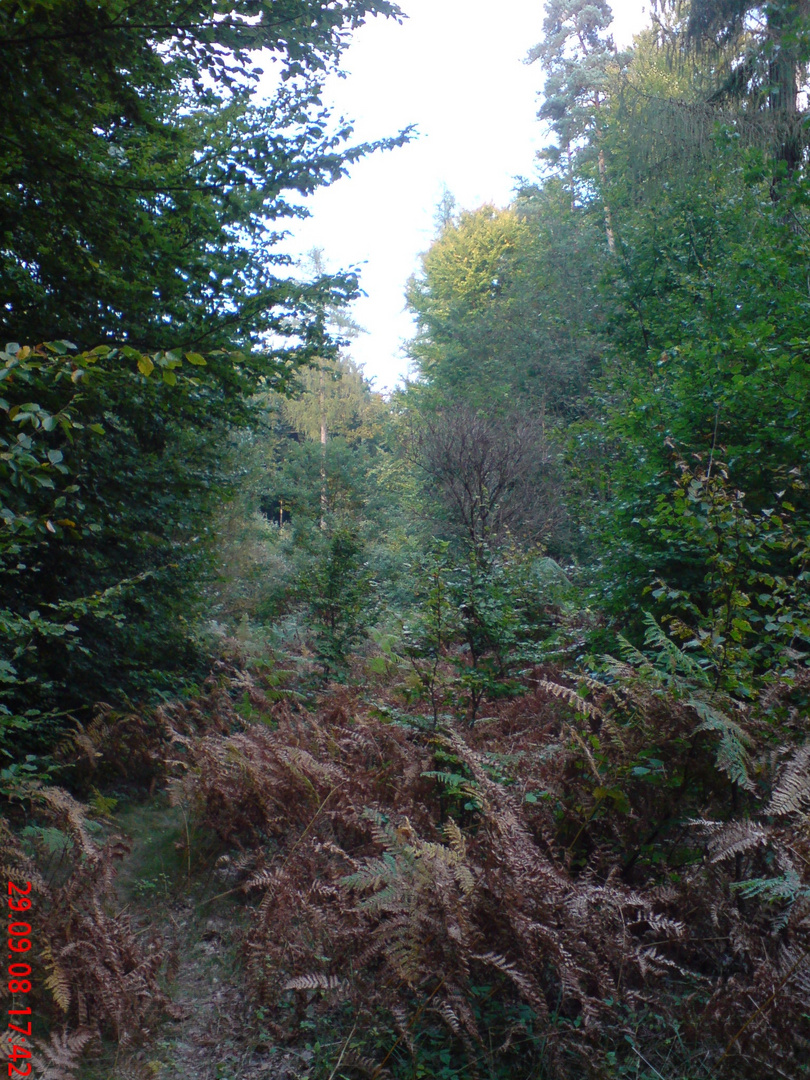 Herbstwald bei Aschaffenburg