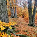 Herbstwald bei Bad Pyrmont im Weserbergland