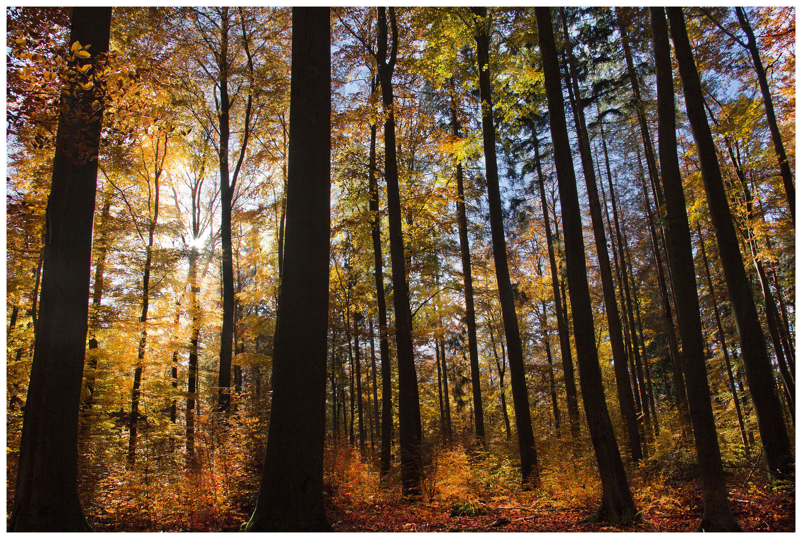 Herbstwald bei Derneburg