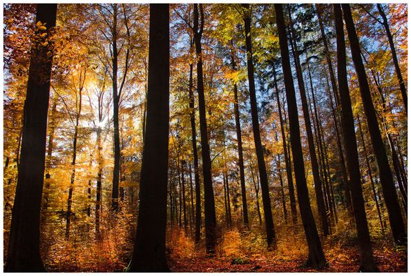 Herbstwald bei Derneburg