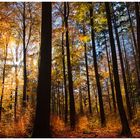 Herbstwald bei Derneburg