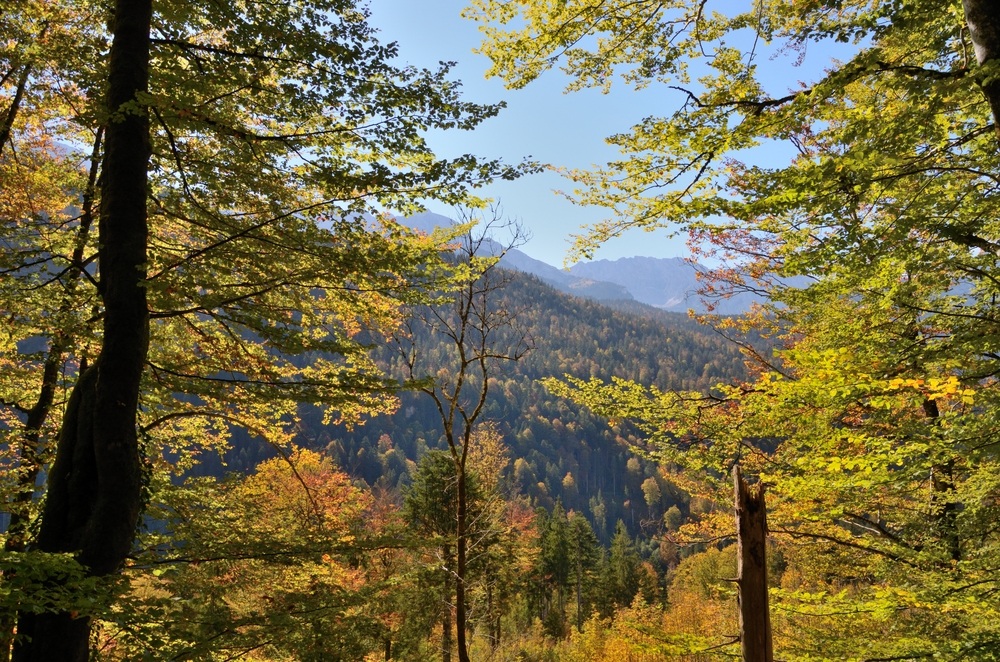 Herbstwald bei Garmisch