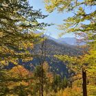 Herbstwald bei Garmisch