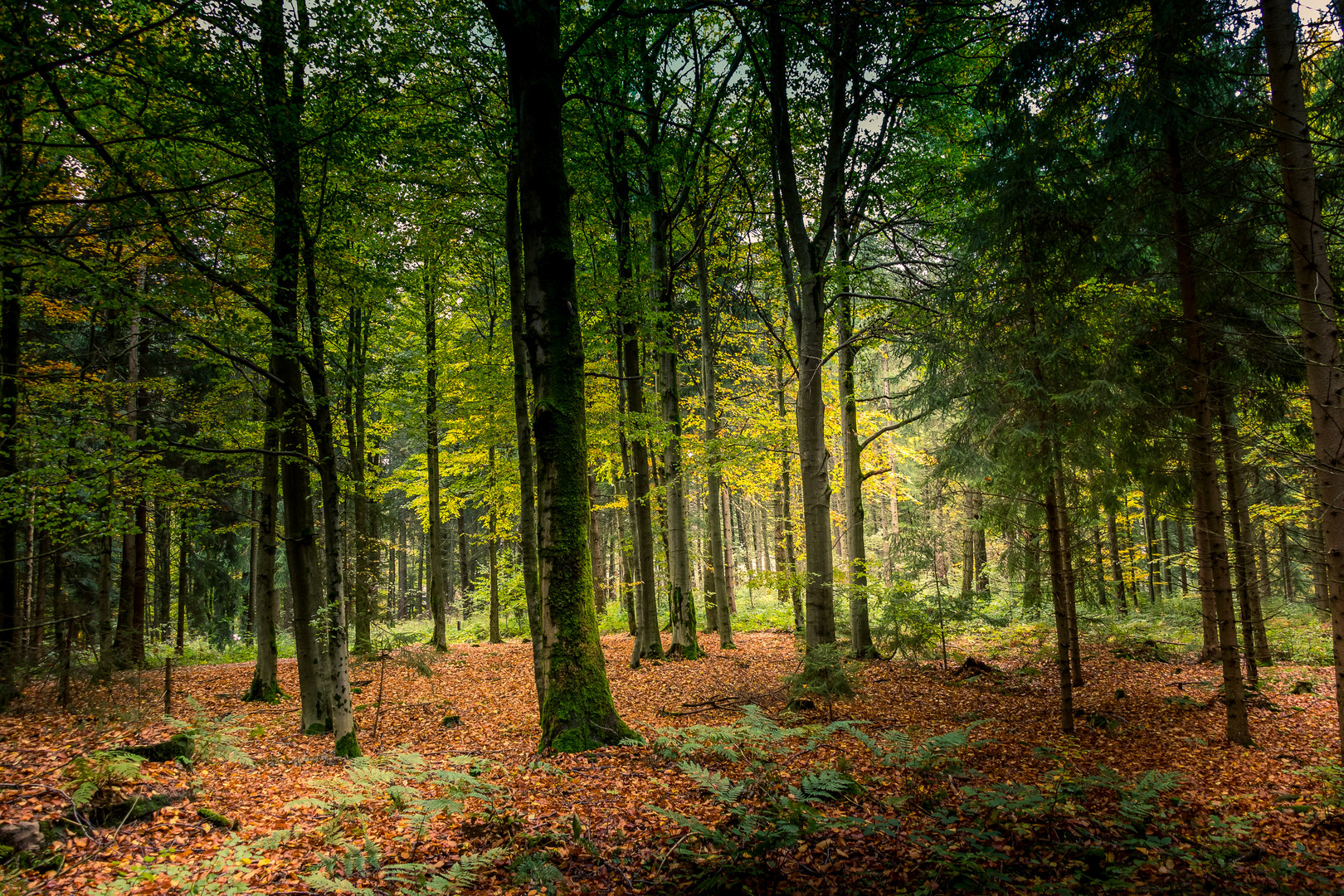 Herbstwald bei Geyer