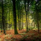 Herbstwald bei Geyer