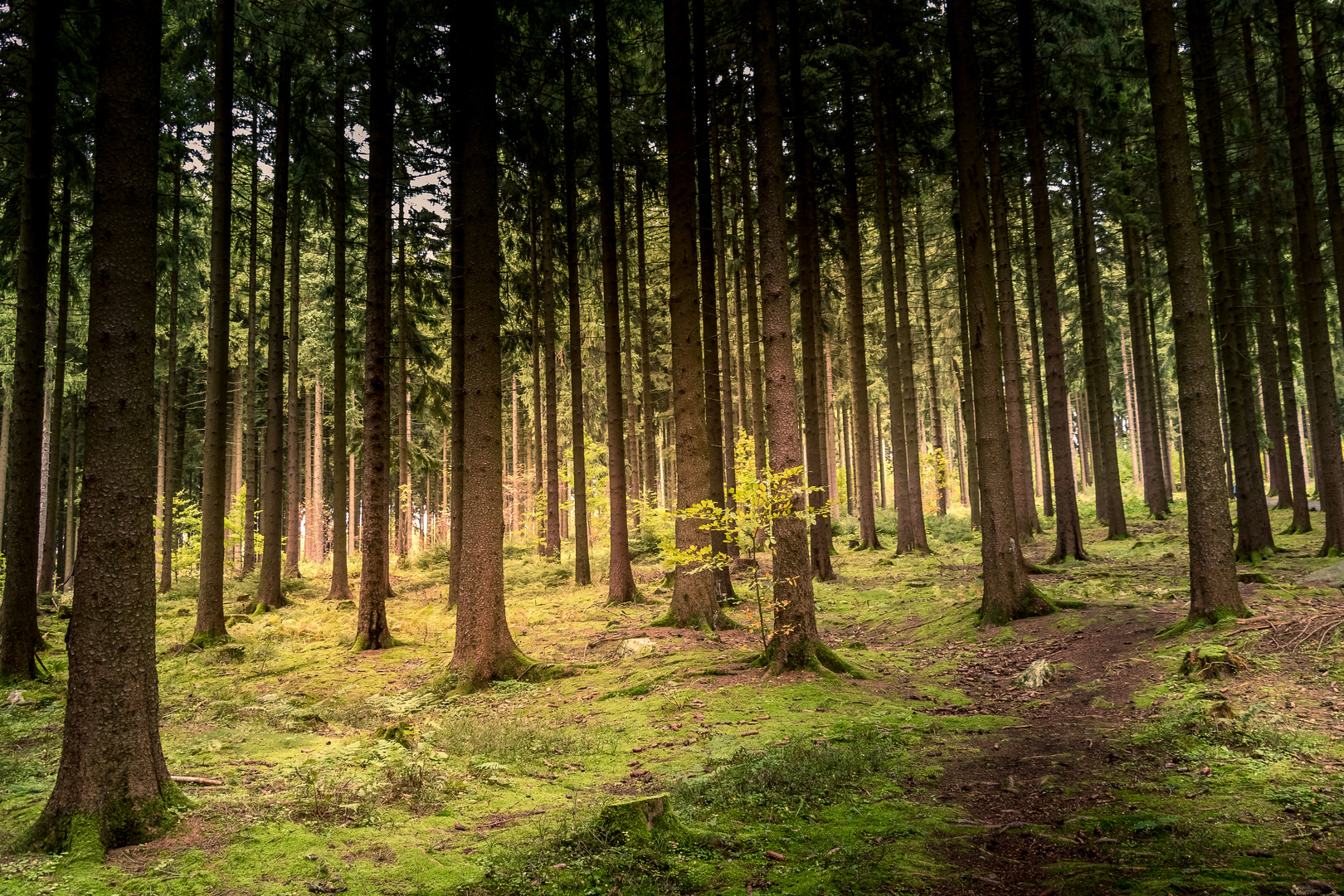 Herbstwald bei Geyer - Greifensteine