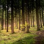 Herbstwald bei Geyer - Greifensteine