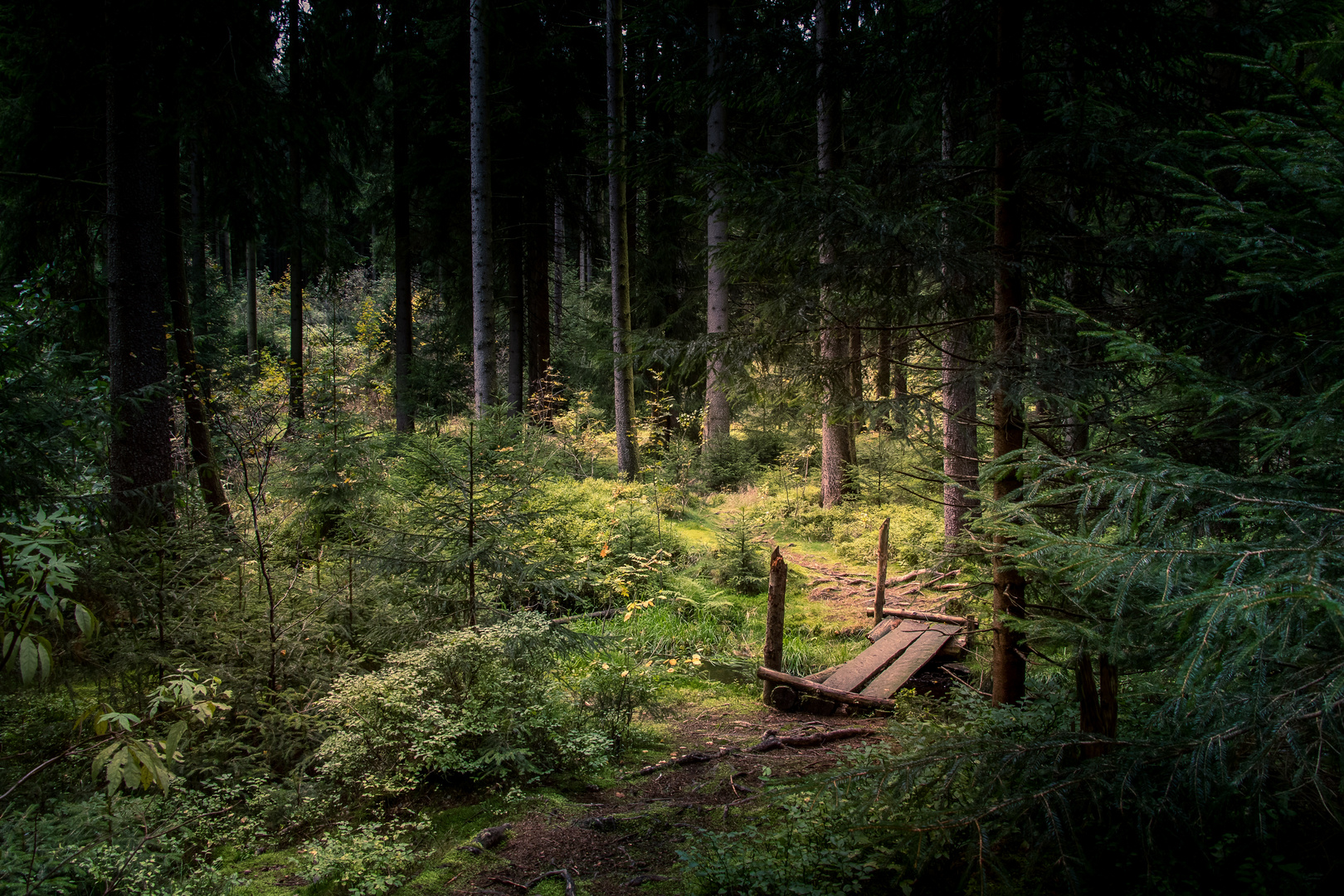 Herbstwald bei Geyer mit Brücke