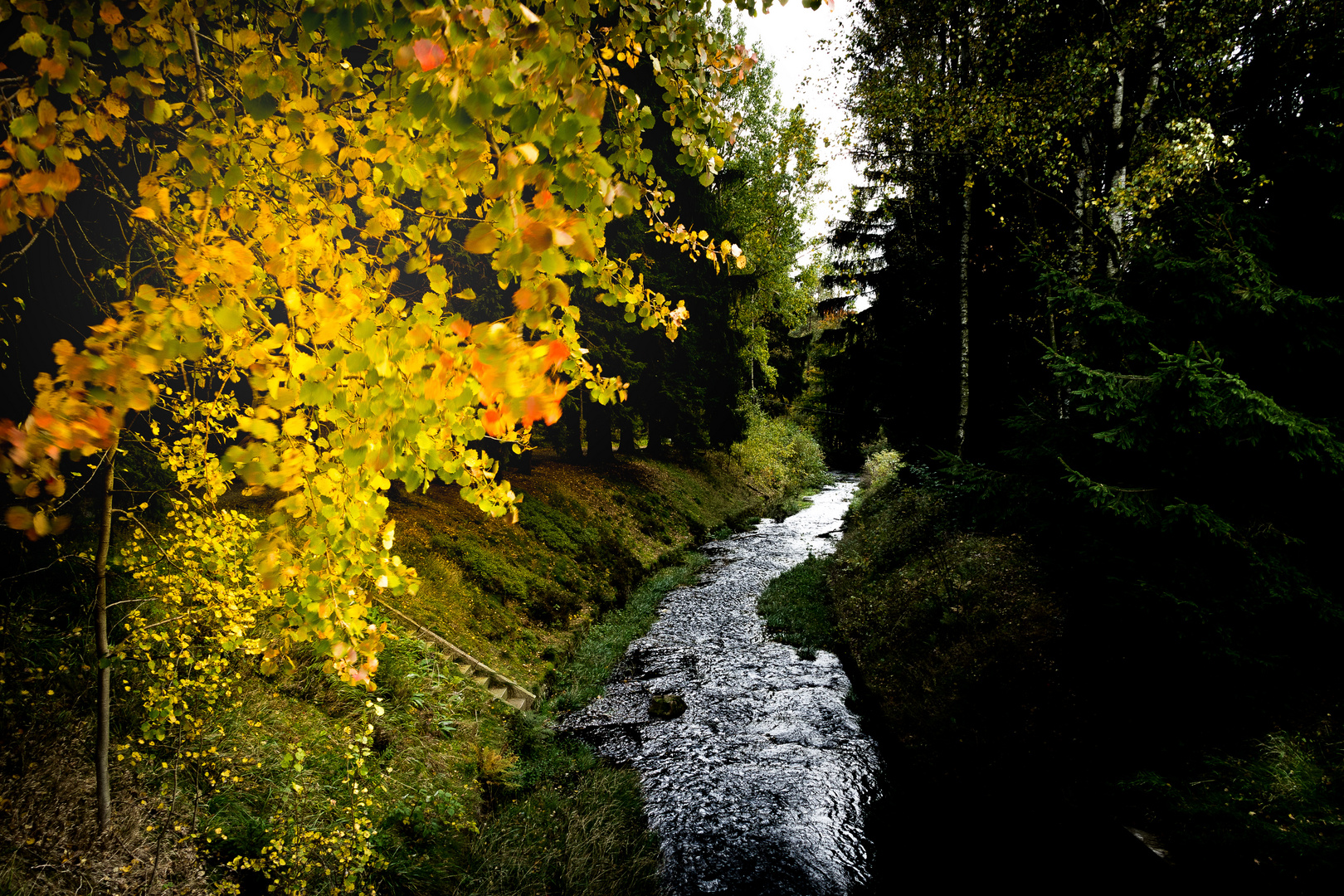 Herbstwald bei Geyer mit Fluss