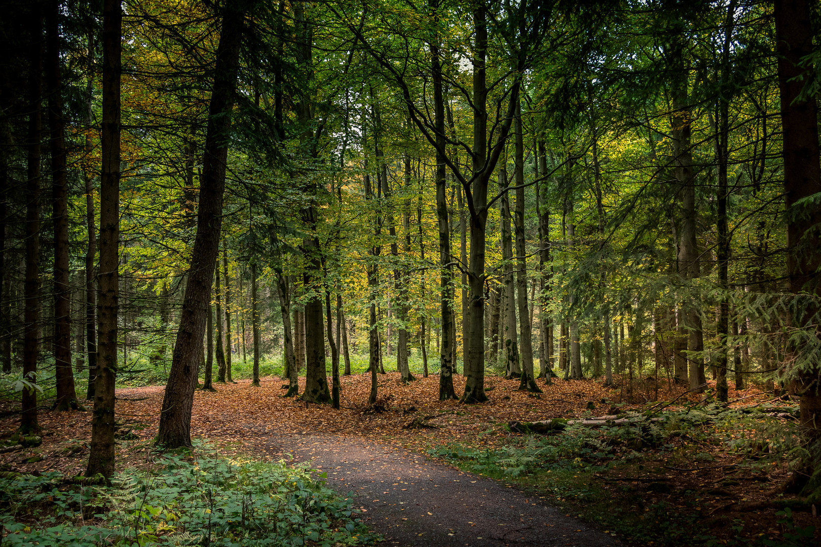 Herbstwald bei Geyer mit Weg