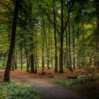 Herbstwald bei Geyer mit Weg