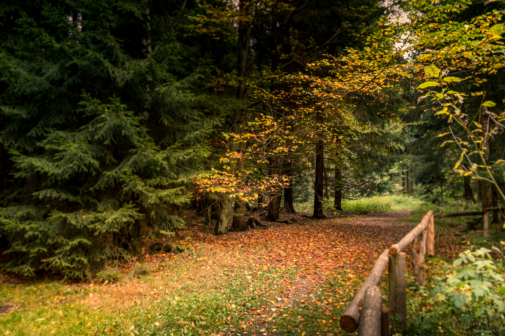 Herbstwald bei Geyer - Stülpnerhöhle