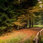 Herbstwald bei Geyer - Stülpnerhöhle