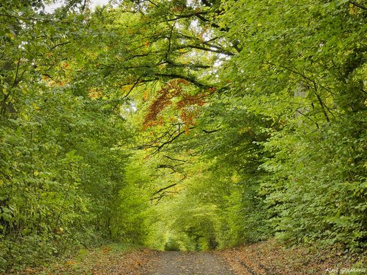 Herbstwald bei Gut Nehmten