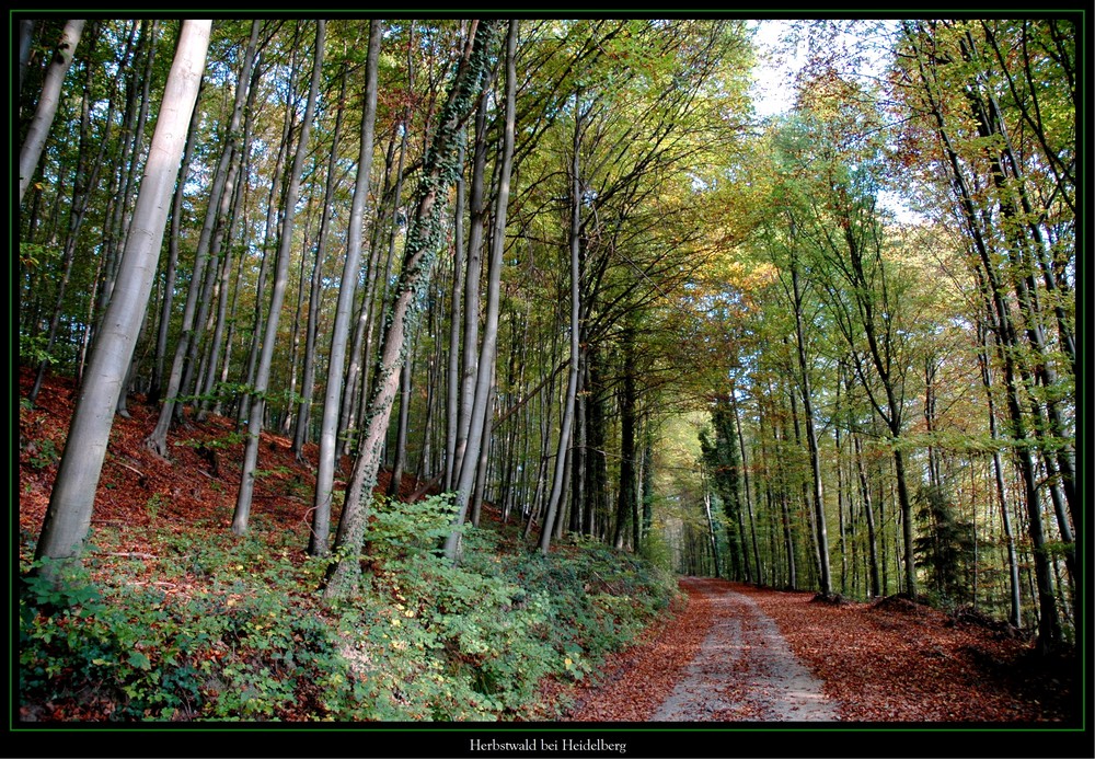 Herbstwald bei Heidelberg