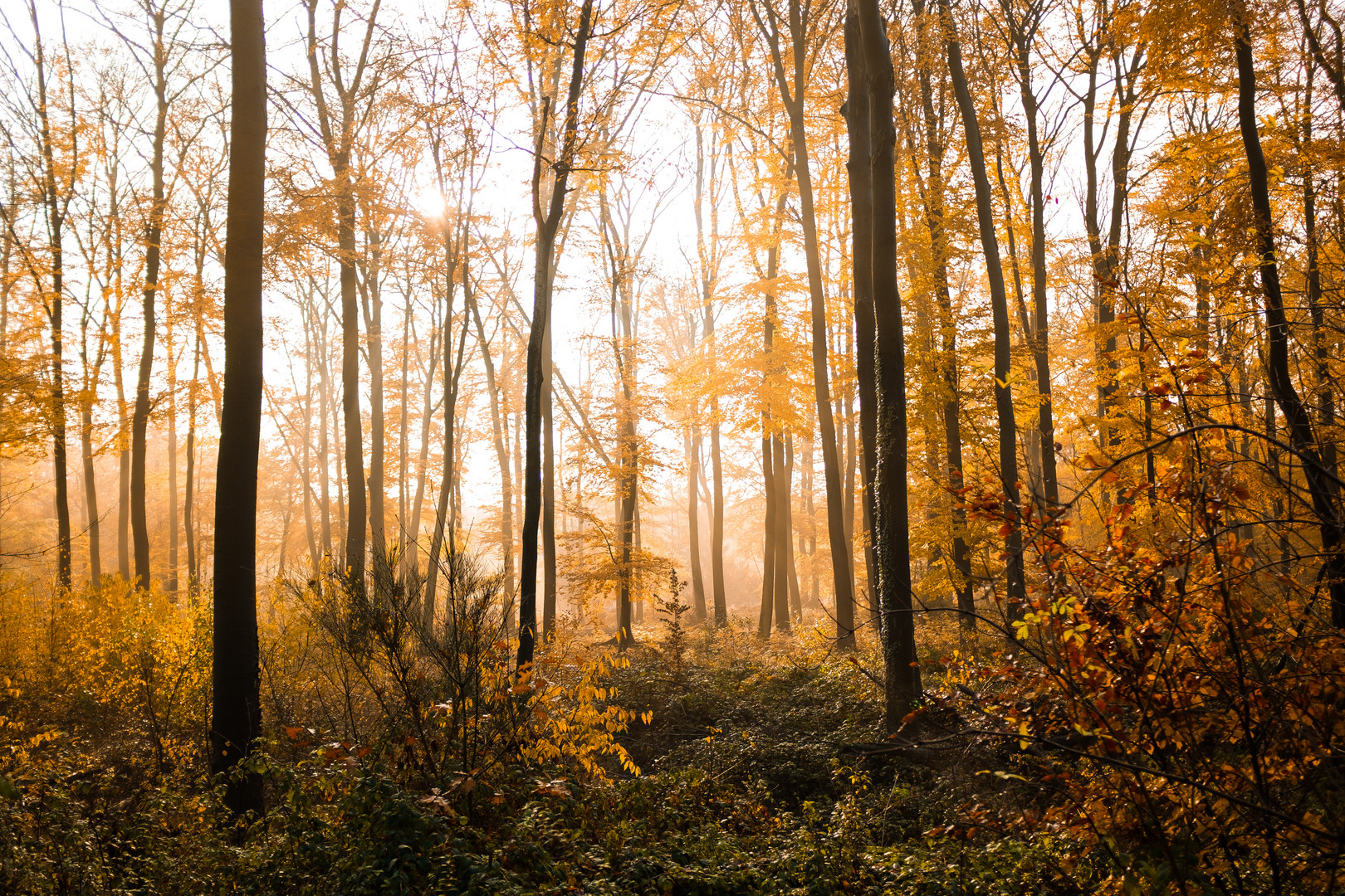 Herbstwald bei Hösel