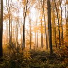 Herbstwald bei Hösel