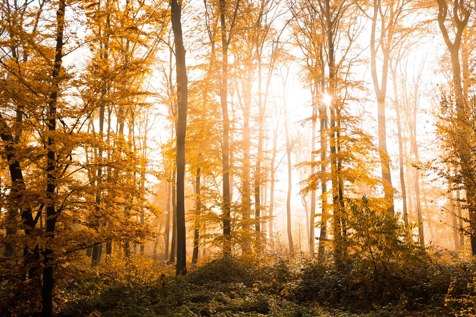 Herbstwald bei Hösel