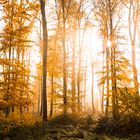 Herbstwald bei Hösel