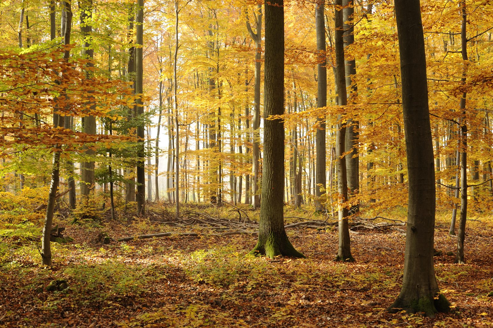 Herbstwald bei Idstein