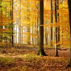 Herbstwald bei Idstein