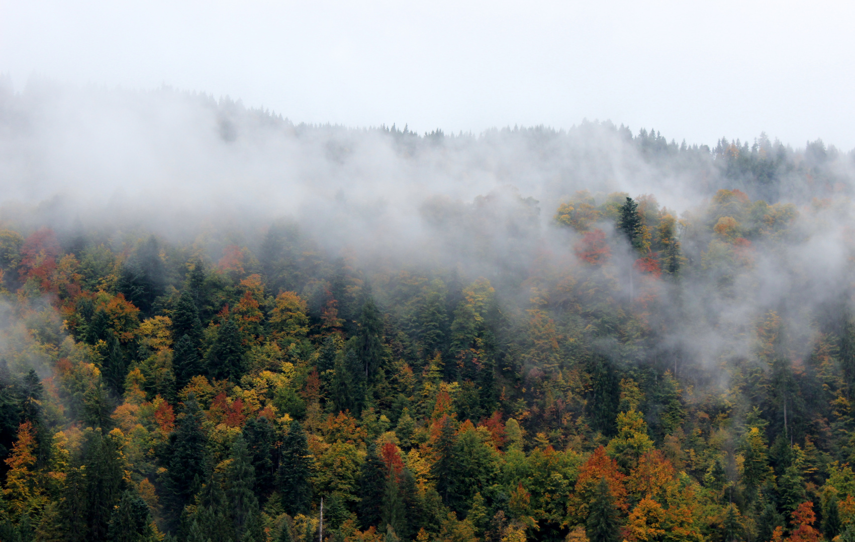 Herbstwald bei Nebel