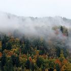 Herbstwald bei Nebel