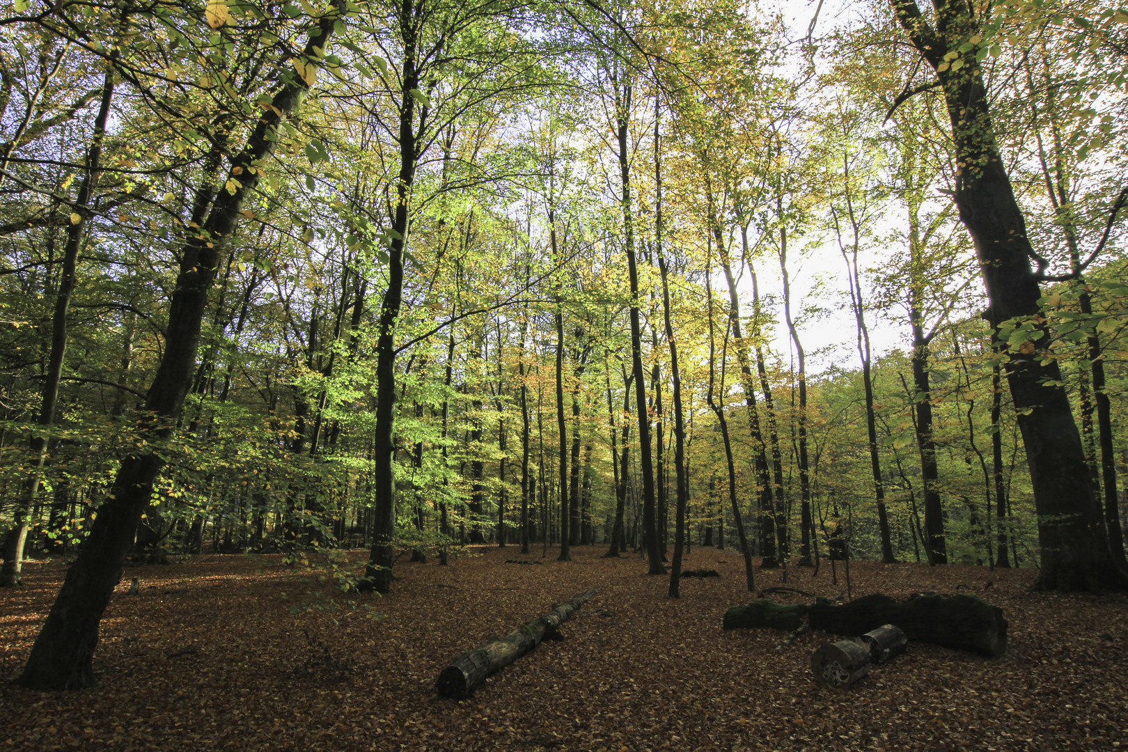 Herbstwald bei Plettenberg