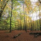 Herbstwald bei Plettenberg