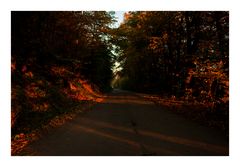 Herbstwald bei Sonnenuntergang