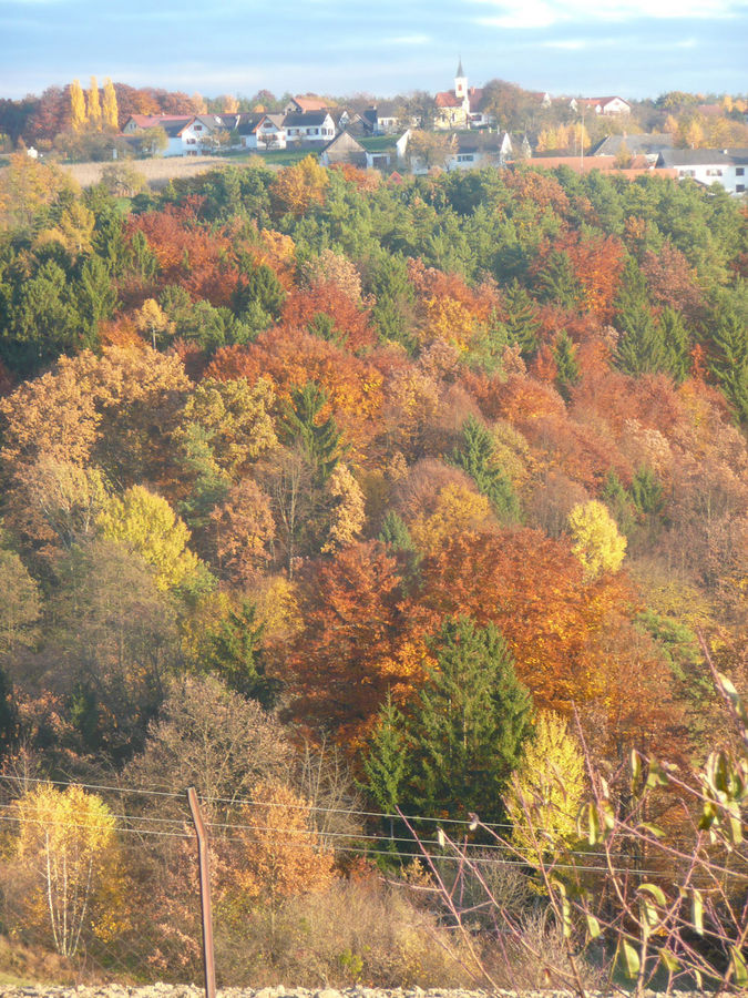 Herbstwald bei St. Magdalena, Stmk.