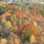 Herbstwald bei St. Magdalena, Stmk.