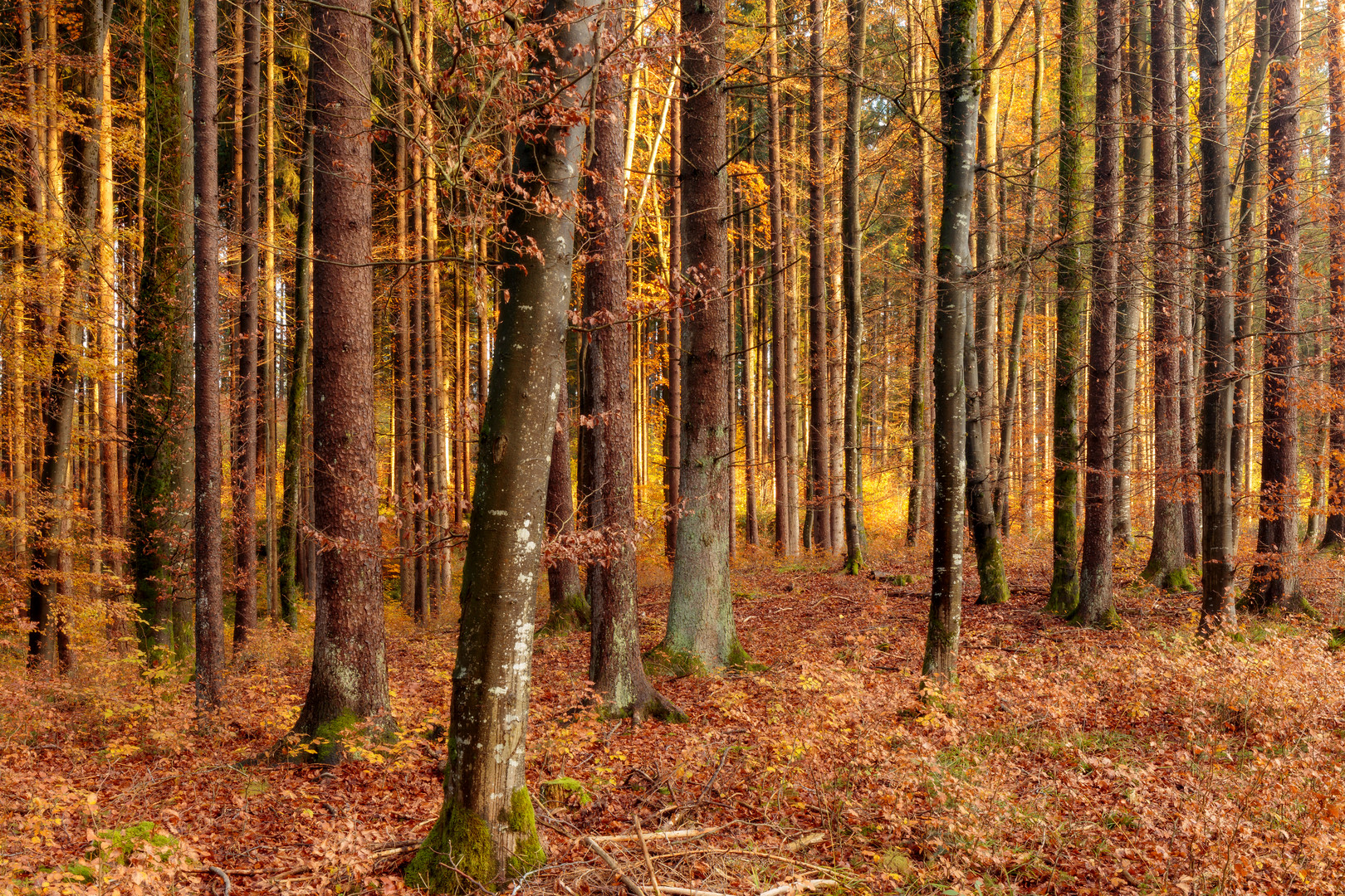 Herbstwald bei Trossingen