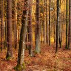 Herbstwald bei Trossingen