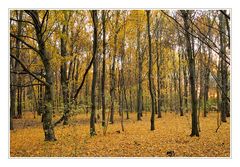 Herbstwald bei untergehender Sonne