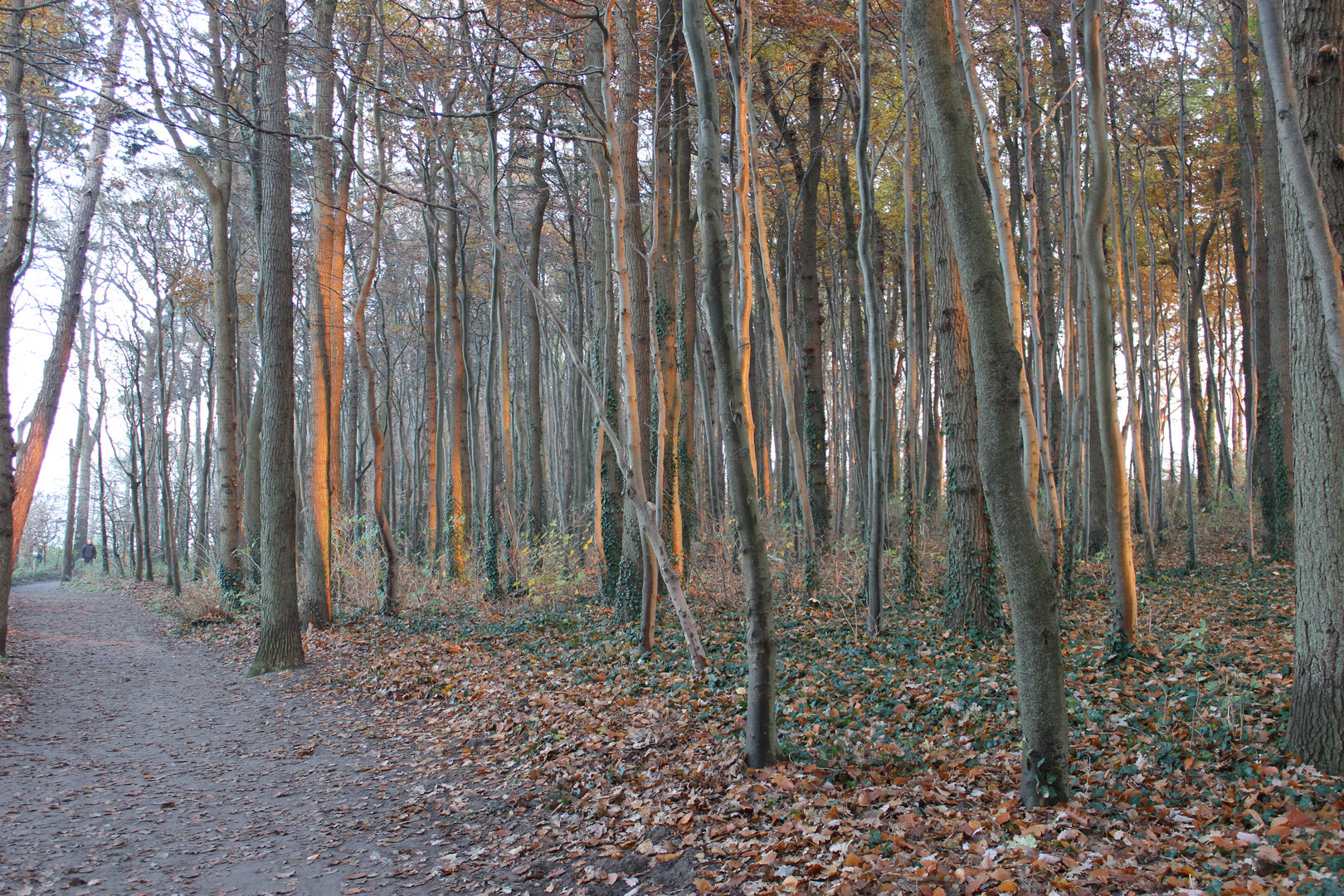 Herbstwald bei Warnemünde in Wilhelmshöhe