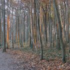 Herbstwald bei Warnemünde in Wilhelmshöhe