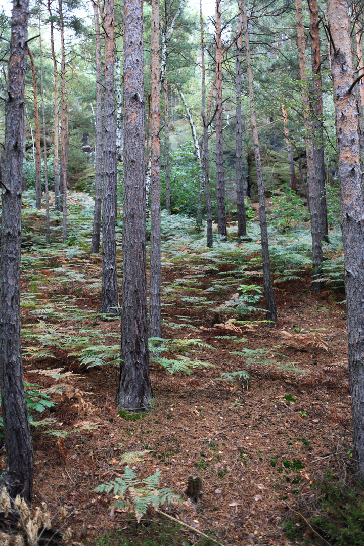 Herbstwald beim Gamrig