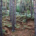 Herbstwald beim Gamrig