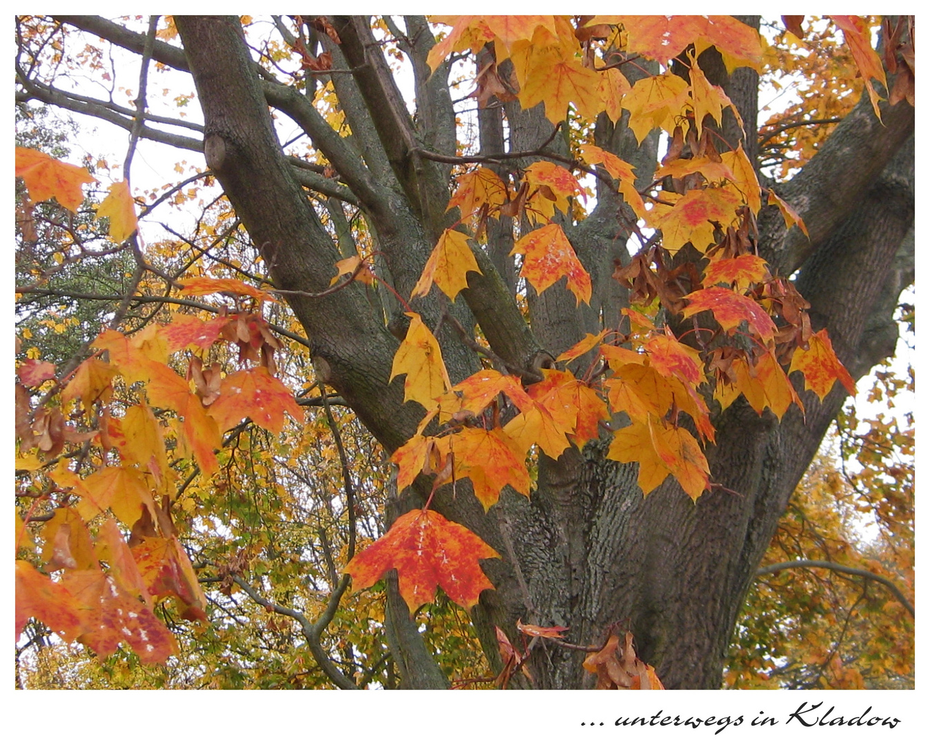 Herbstwald Berlin - Kladow II