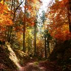 Herbstwald