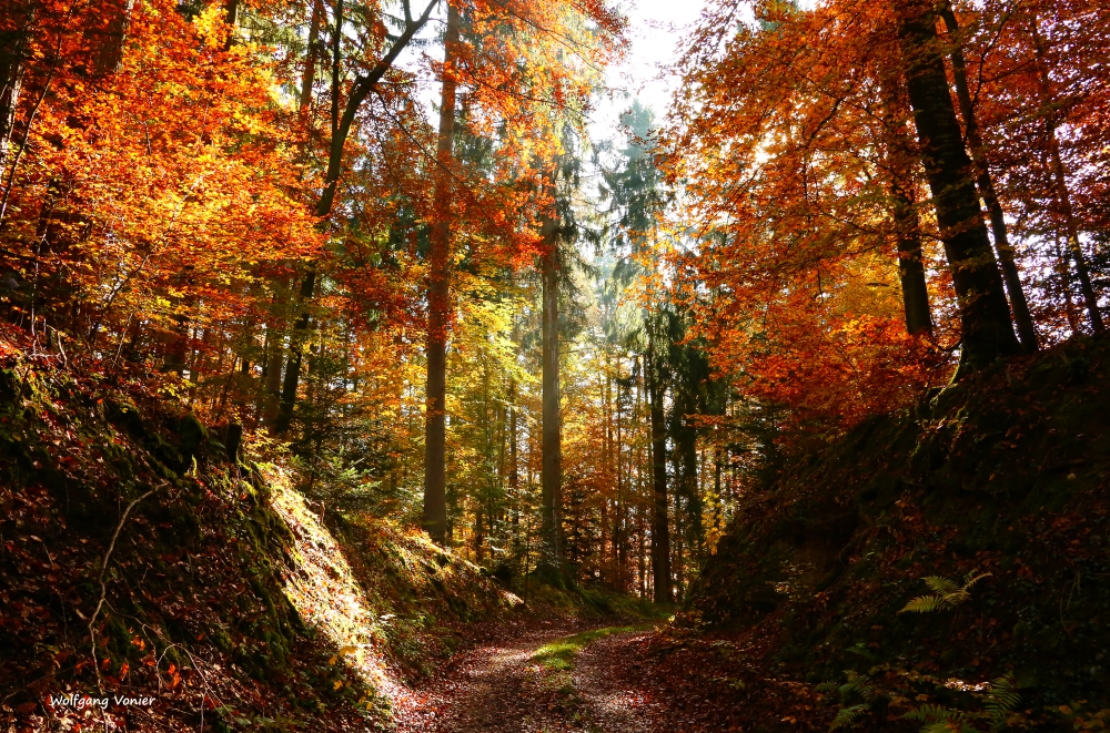 Herbstwald