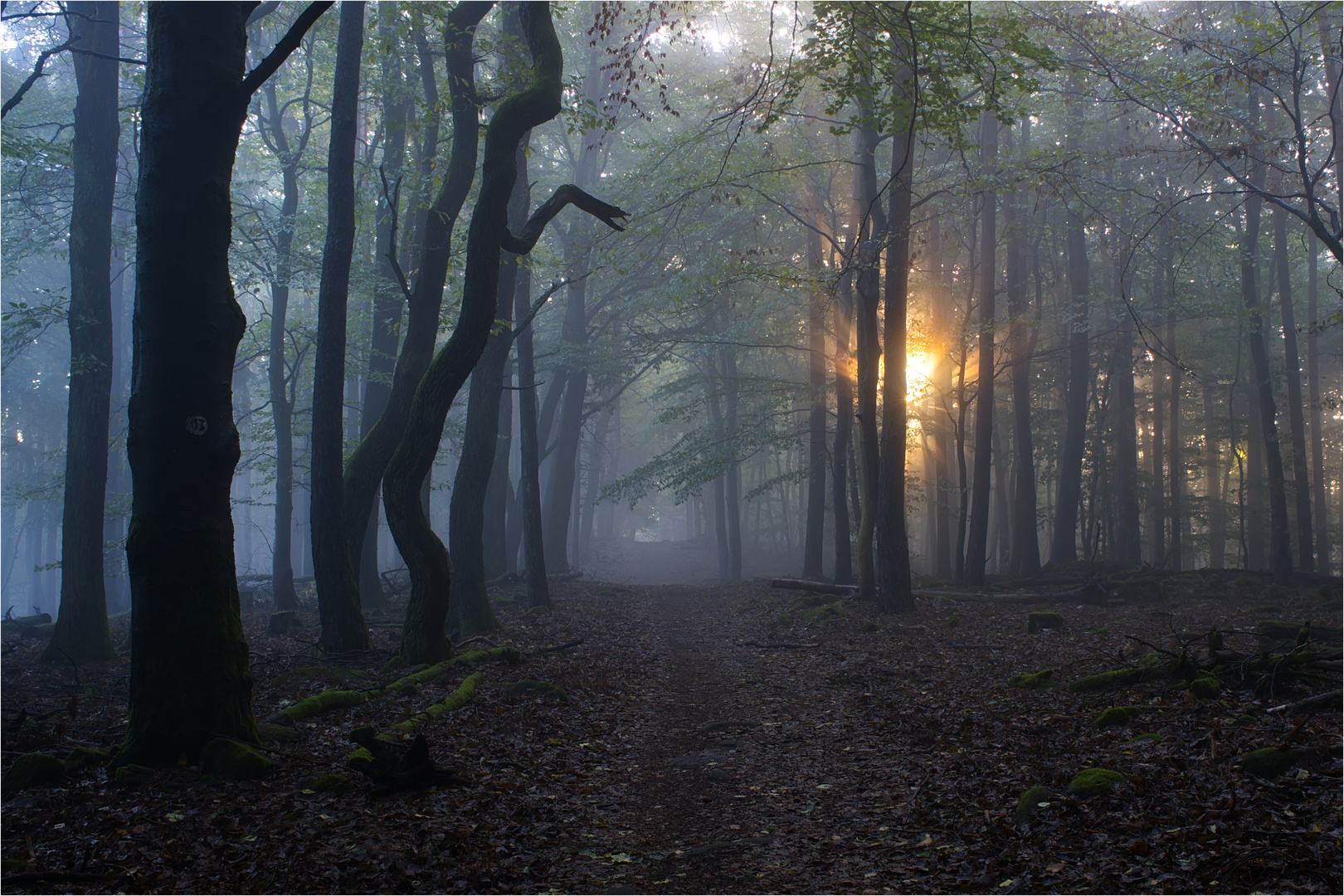 Herbstwald...