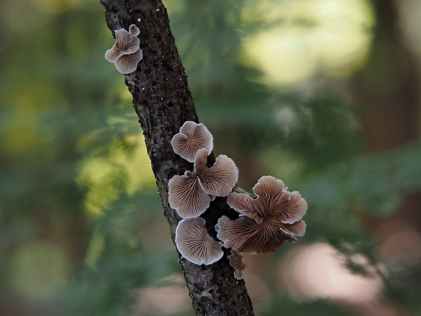 "Herbstwald-Blüten"